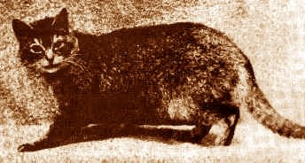 WCF Katzenausstellung Heppenheim